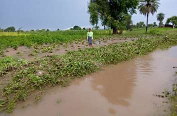 Crops damaged due to heavy rain रोते किसान गा रहे 'अब मत बरस म्हारा इंदरराजा'