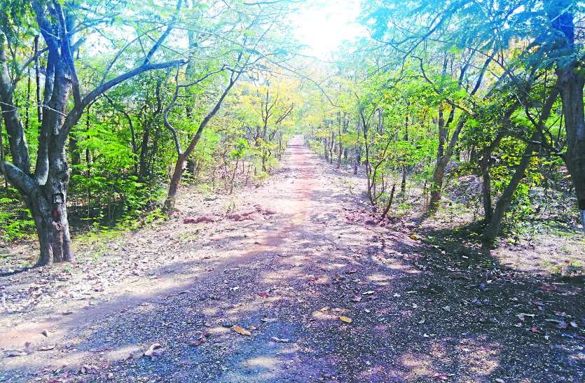 40 करोड़ का बाइपास वन विभाग को पौधरोपण के लिए जमीन नहीं मिलने के कारण अधर में 40 करोड़ का बाइपास वन विभाग को पौधरोपण के लिए जमीन नहीं मिलने के कारण अधर में
