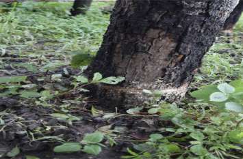 Two sandalwood trees in the nursery, saw thieves fleeing for fear of b नर्सरी में लगे दो चंदन के पेड़ों पर चली आरी, पकड़े जाने के डर से भागे चोर