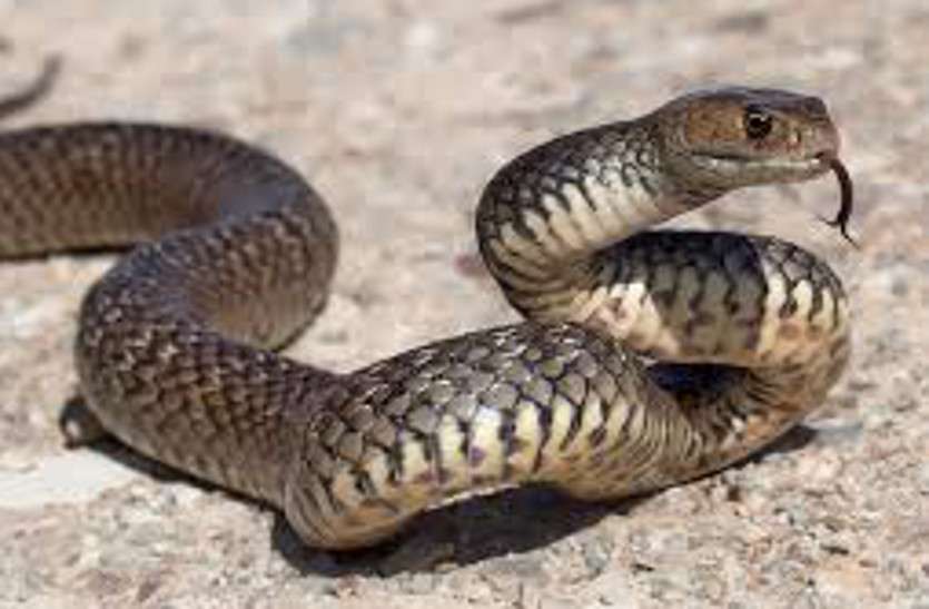 Snake Bite: मवेशियों के लिए घास काट रही महिला को सांप ने काटा, मौत गांव दरियापुर 36 घंटे तक चला अंधविश्वास का ड्रामा