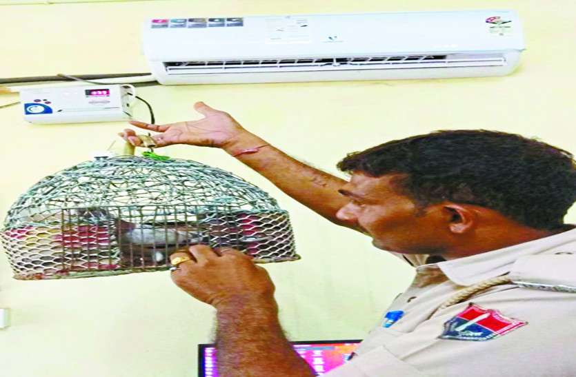 एसी की ठंडी हवा ले रहा ‘पाकिस्तानी’ कबूतर! एसी की ठंडी हवा ले रहा ‘पाकिस्तानी’ कबूतर!