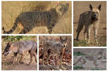 wild animals in thar are becoming extinct due to deforestation थार में खत्म होने की कगार पर पहुंचे भेडिय़े, लकड़बग्घा, सियार, मरु बिल्ली, मरु लोमड़ी की जनसंख्या भी कम