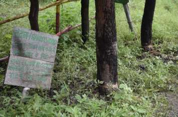 Sandalwood theft नर्सरी में लगे दो चंदन के पेड़ों पर चली आरी पथरिया जाट स्थित वन विभाग की नर्सरी का मामला
