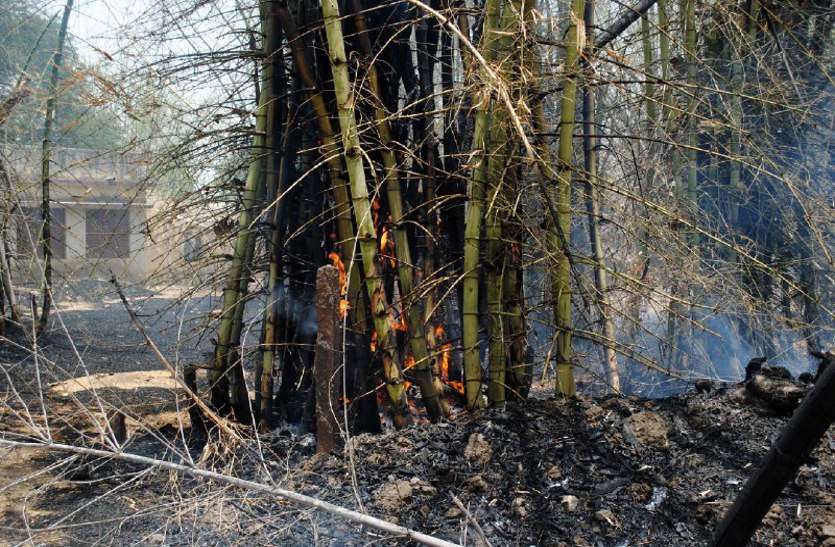 This Big Loss Can Be Caused By Burning Bamboo Know How ब स क जल न स ह सकत ह यह बड न कस न ज न ल ज ए ध र म क और व ज ञ न क क रण Patrika News