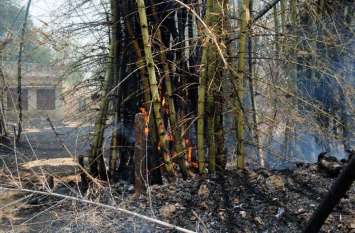 This big loss can be caused by burning bamboo know how बांस को जलाने से हो सकता है यह बड़ा नुकसान, जान लीजिए धार्मिक और वैज्ञानिक कारण