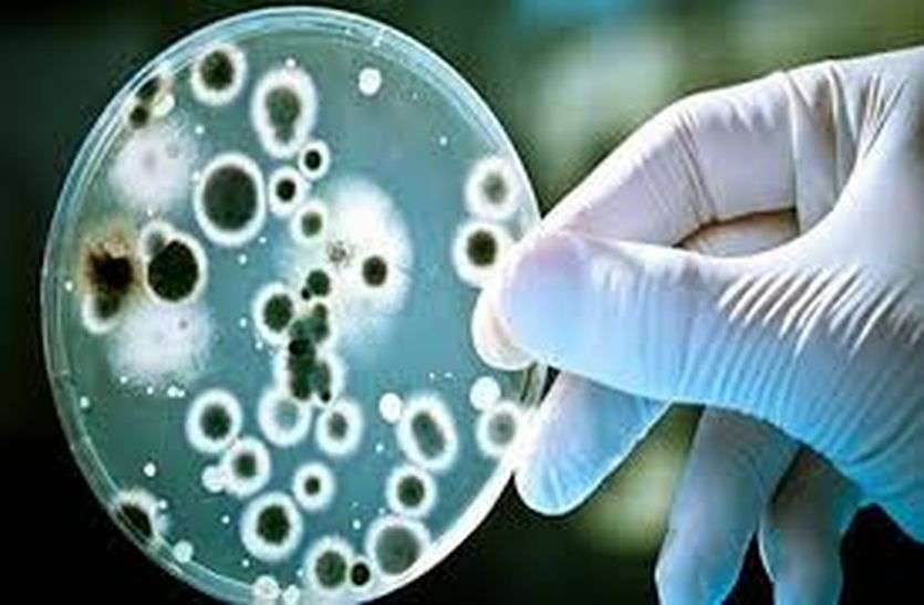 Bikaner news: Another patient of brucellosis has come forward बीकानेर : ब्रुसेलोसिस पसार रहा पांव, एक और रोगी आया सामने