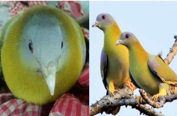 Rare bird hariyal found in farm of kota कोटा के खेत में मिला दुर्लभ हरियल पक्षी