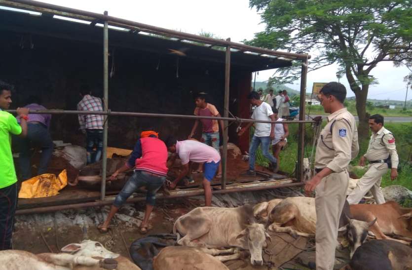 Smuggling of Cattle: Smuggling of Cattle: गोशाला में है क्षमता से अधिक गोवंश, अब और कहा रखे