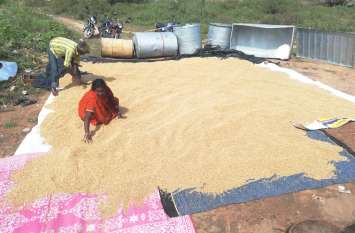 Dry the wheat in the sun, neer with watery eyes गेेंहू को धूप में सुखाते, झर रहे आंखों से नीर