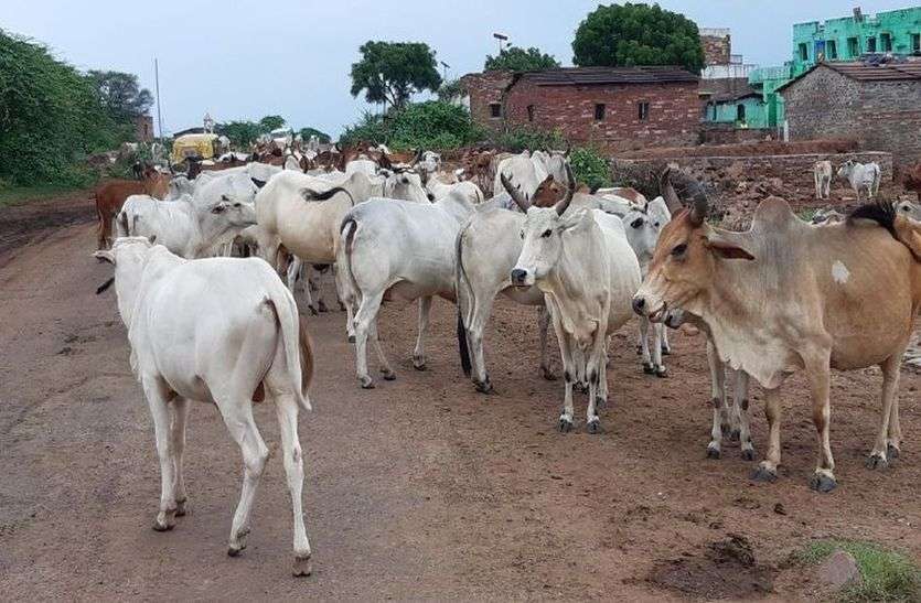 सड़क पर पशुओं का जमावड़ा सड़क पर पशुओं का जमावड़ा