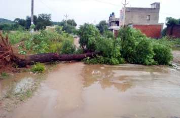 Uprooted trees, transformers fell along with poles पेड़ उखड़े, पोल सहित गिरे ट्रांसफार्मर