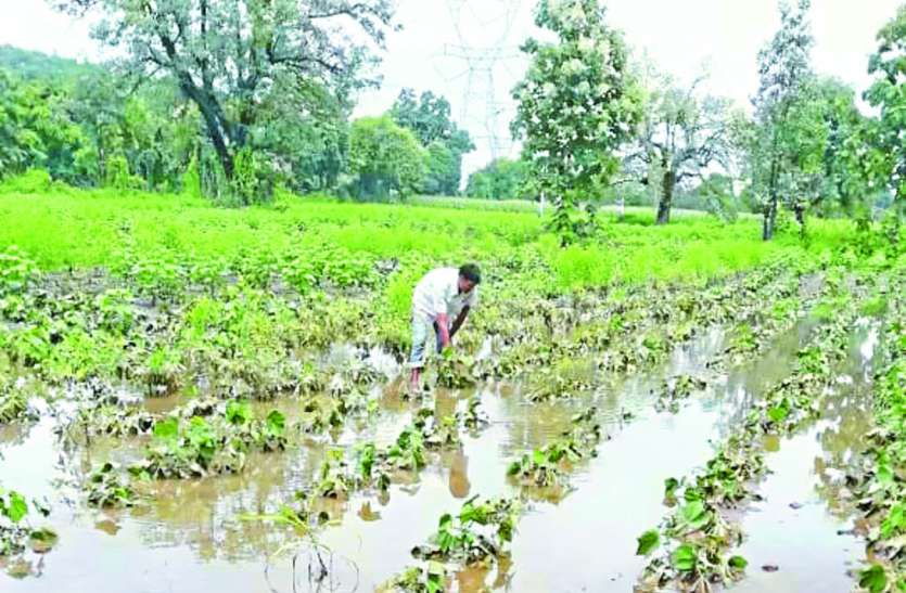 Chhindwara Rain Of Trouble: दलहन और तिलहन पर संकट के बादल