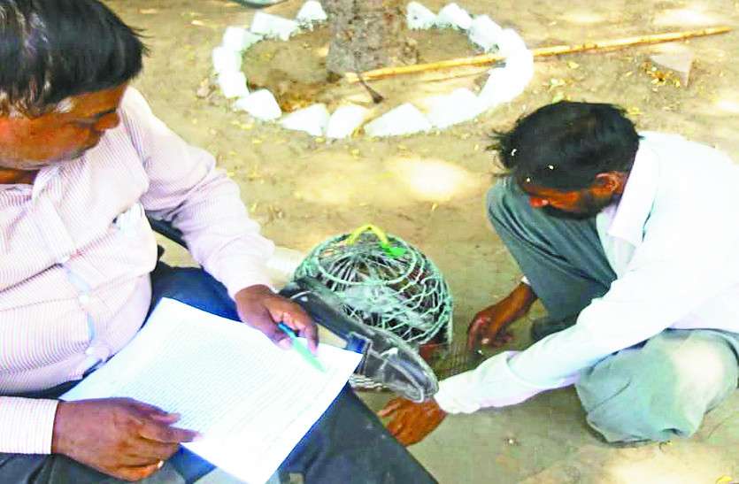 ‘पाकिस्तानी’ कबूतर पहुंचा बीकानेर के चिडिय़ाघर ‘पाकिस्तानी’ कबूतर पहुंचा बीकानेर के चिडिय़ाघर