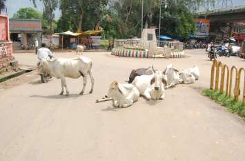 Citizen upset with stray cattle आवारा मवेशियों से नागरिक परेशान