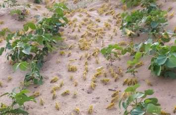 tiddi attack on crops थार में तीन साल बाद जमाना, फसलों पर छाया टिड्डी का साया