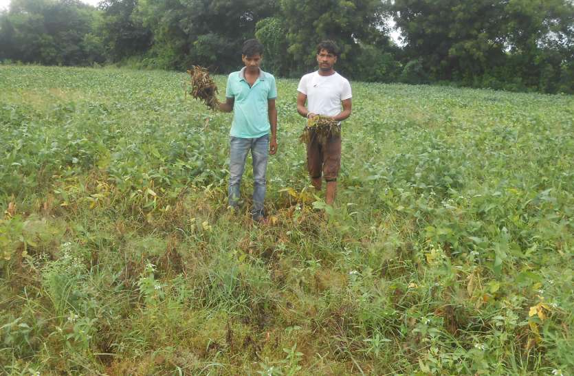 Weather Alert In Mp Kisan Crop Till And Urad Kharab क स न क म हनत पर फ र रह प न सफ द त ल पडऩ लग क ल उड द और म ग बर ब द Patrika News