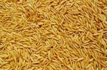 Warning not to buy paddy at support price समर्थन मूल्य पर धान की खरीदी नहीं करने की चेतावनी