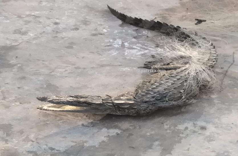 चम्बल में शिकारियों ने फैला जाल, मछली की जगह जाल में फंस गया मगरमच्छ का बच्चा फिर क्या हुआ शिकारियों के साथ मछली के जाल में कैसे फंसा मगरमच्छ,जानने के लिए पढ़े पूरी खबर