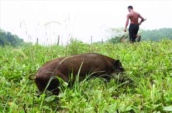 Wild animal destroying farmers crop in Chhattisgarh किसानों के खेतों में घूस रहे जंगली जानवर फसलों को पहुंचा रहे नुकसान, दहशत में ग्रामीण