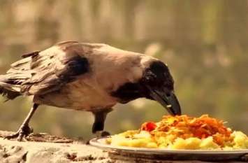 Pitru Paksha 2019: Know the importance of crow during shradh Pitru Paksha 2019: तो इसलिए श्राद्ध के दौरान घर पर कौआें का आना माना जाता है शुभ, पढ़ें महत्व