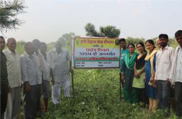Moth crop can be grown easily in sandy land रेतीली भूमि में आसानी से उगाई जा सकती है मोठ की फसल