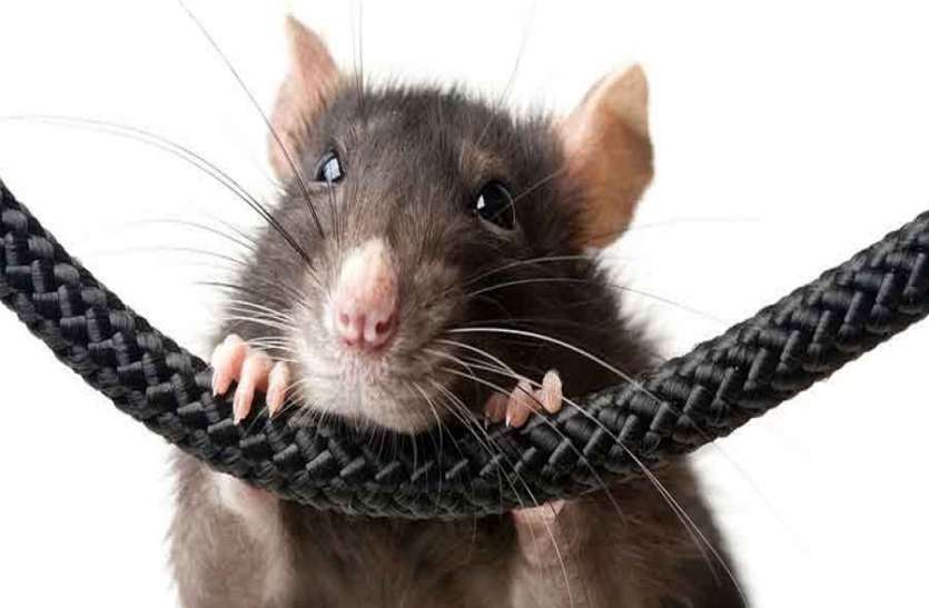 Indian bank-siren-starts-bite-of-mouse, Chennai hindi news, Mouse Bite चूहों ने बजा दिया बैंक के अंदर 'चोरी का सायरन', घंटो परेशान रहे पुलिस- बैंक अधिकारी