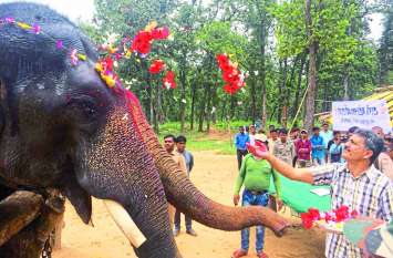 Now a female elephant will be a part of Sanjay Tiger Reserve 'Chitra सीधी में हाथी महोत्सव का समापन: अब संजय टाइगर रिजर्व का हिस्सा बनेगी मादा हाथी 'चित्रा