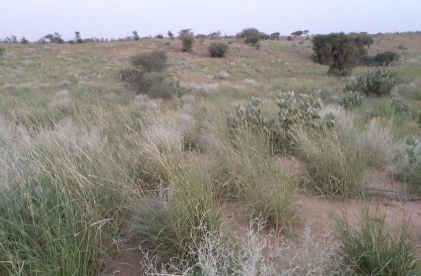 'King of Desert' Sevana Grass in desert अमेरिकन सेटेलाइट 8 ने बताया कि छत्तीसगढ़ के इस जिले का 160 वर्ग किमी दायरा हो गया है मरुस्थल