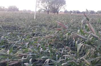 First the fire broke out and now the rain affected the farmers' hard w Jaipur rural : पहले फड़का ने और अब बारिश ने किसानों की मेहनत पर फेरा पानी