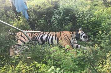 Tiger's fate will be dicided by ntca बाघ के भविष्य पर वन विभाग में मंथन, एनटीसीए से निर्देश मिलने का इंतजार