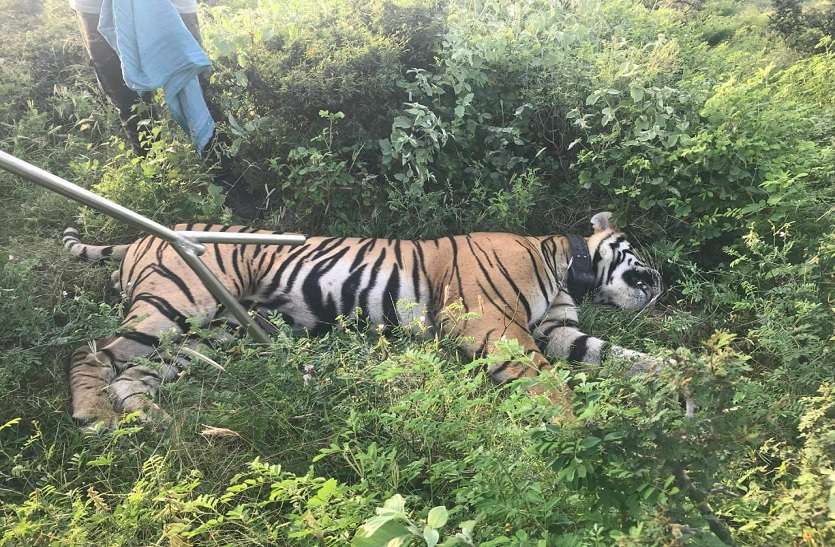 सवाईमाधोपुर. ट्रेंकुलाइज करने के बाद बाघ। बाघ के भविष्य पर वन विभाग में मंथन, एनटीसीए से निर्देश मिलने का इंतजार