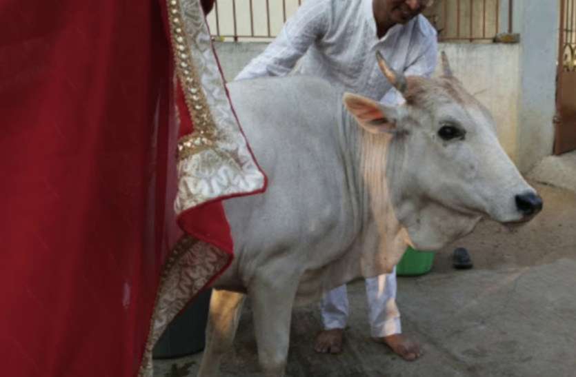 केवल 2200 रुपए करिये खर्च, तो सिर्फ बछिया ही पैदा करेगी आपकी गाय, हुआ बड़ा कमाल केवल 2200 रुपए करिये खर्च, तो सिर्फ बछिया ही पैदा करेगी आपकी गाय, हुआ बड़ा कमाल