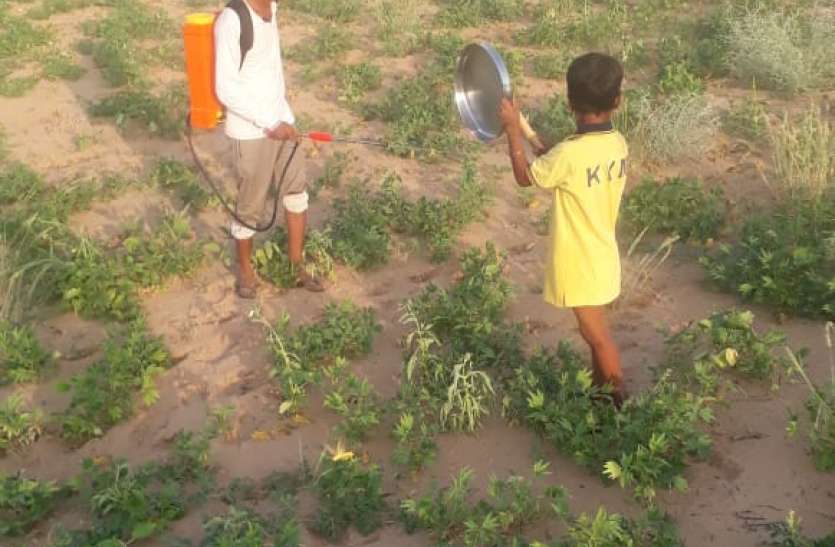 locust attack in bikaner- Officers arrived to assess the damage नुकसान का जायजा लेने पहुंचे अधिकारी