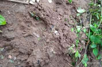Leopard hunted cow तेंदुए ने किया गाय का शिकार