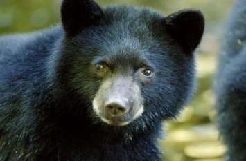 Bear attack on man in Mahasamund Chhattisgarh झाड़ी में छुपा था भालू, युवक को देखते ही किया हमला, सिर और हाथ में आई गंभीर चोट