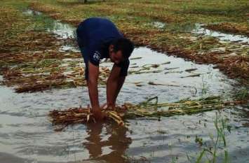 Water on farmers' expectations अंधड़-बारिश के निशां बाकी : आड़ी बिछ गई फसलें, खेतों में भरा पानी