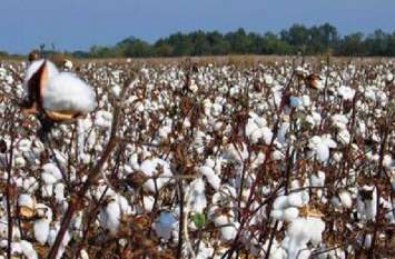 Cotton Crop Helping Alwar Farmers To Improve Living Standards कपास की खेती ने अलवर के किसानों का घर सूना होने से रोका, पहले जाना पड़ता था यूपी-हरियाणा, अब जिले में अच्छी पैदावार