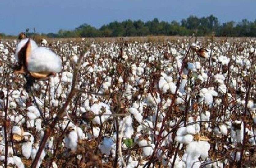 Cotton Crop Helping Alwar Farmers To Improve Living Standards कपास की खेती ने अलवर के किसानों का घर सूना होने से रोका, पहले जाना पड़ता था यूपी-हरियाणा, अब जिले में अच्छी पैदावार