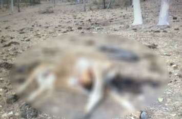 cattles are in bad condition in the basti mashaha goshala यूपी के बस्ती के गौशाला में गोवंश का बुरा हाल, मरी गाय बन रही कुत्तों का भोजन