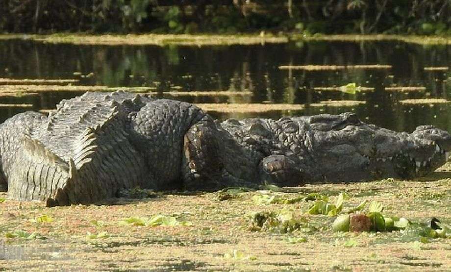 after flood Crocodile trapped in fields.