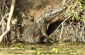 after flood Crocodile trapped in fields. चंबल का उफान थमा, खेतों और कराइयों में फंसे घडिय़ाल-मगरमच्छ