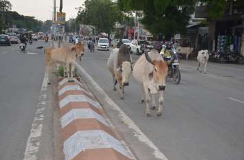 There will be a shift in cattle sheds sitting on the roads, the campai सड़कों पर बैठे मवेशी गोशालाओं में शिफ्ट होंगे, सोमवार से चलेगा अभियान