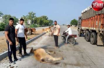 Road accidents due to cattle in Pali district कागजी घोड़े दौड़ा रहे अफसर-जनप्रतिनिधि, सडक़ों पर कुचल रही मूक व इंसानी जिंदगियां