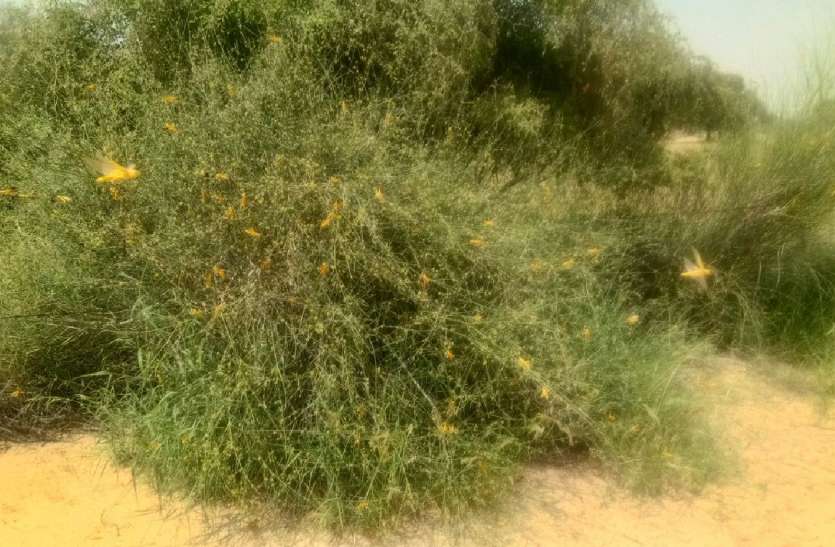 Outbreak of locusts continues for from months in jaisalmer चार माह से टिड्डियों का प्रकोप जारी, खड़ी फसलों को पहुंचा रही नुकसान