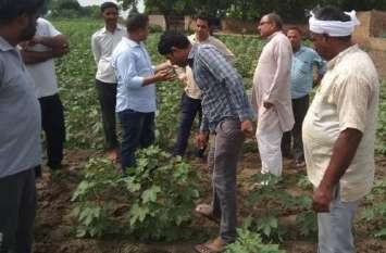 ... now white gold makes farmers cry ...अब किसानों को सफेद सोने ने रुलाया