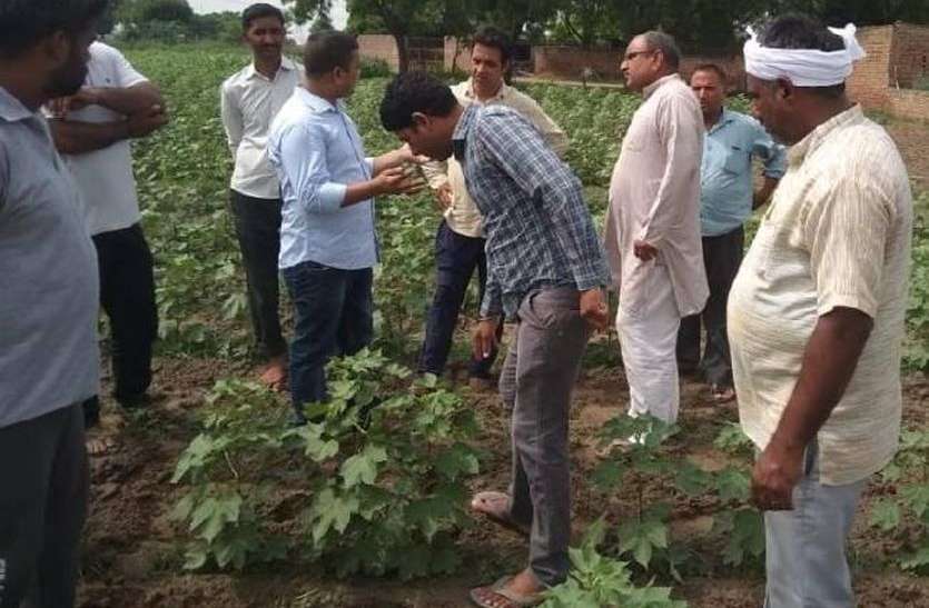 ...अब किसानों को सफेद सोने ने रुलाया ...अब किसानों को सफेद सोने ने रुलाया