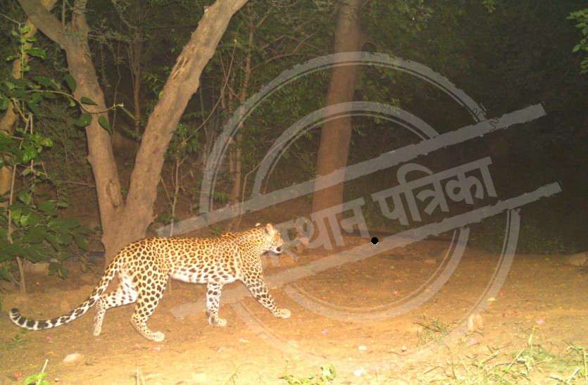 Leopard जंगल से निकलकर जयपुर शहर के बीचों बीच पहुंची मादा लैपर्ड, कैमरे में हुई कैद