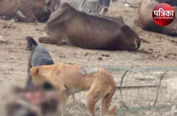 critical condition of cow shelter bajidpur noida VIDEO: जिम्मेदार महकमों की लापरवाही का शिकार बन रहे मवेशी, आदमखोर कुत्ते नोच-नोचकर खा रहे गाय और भेड़-बकरी