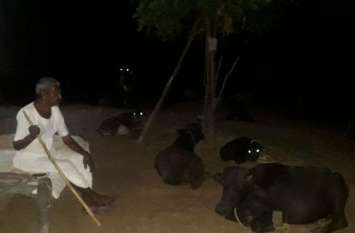 Buffalo theft in Shivdaspura Jaipur जयपुर पुलिस के लिए ‘भैंस’ बनी सिरदर्द, पशुपालक बने दिन-रात के 'पहरेदार'