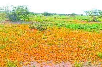 tiddi attack on crops बाड़मेर के गिड़ा व शिव में टिड्डी का हमला, फसलों को नुकसान